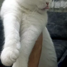 шотландский кот