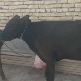 okuzceler