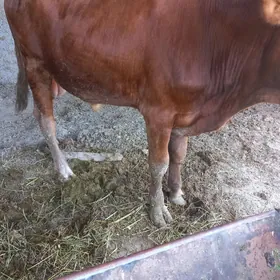 öküz