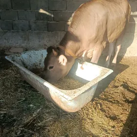 öküz