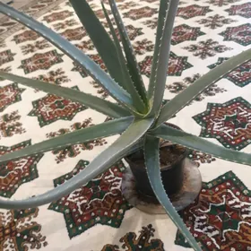 Aloe wera