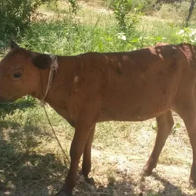 Göle