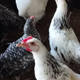 Gigant JERSKI Horoz üç aý jüje