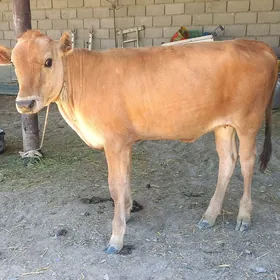 goleli sygyr