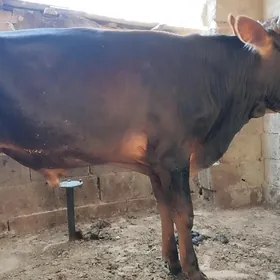 oküz