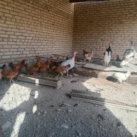 товук
