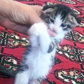 шотландский котята мтис