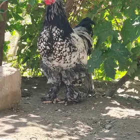 Silver horaz