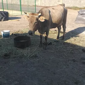 Göleli sygyr
