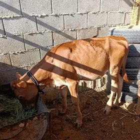 tüwe