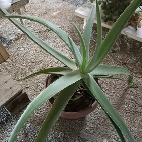 aloe