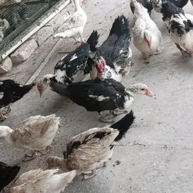 induşka paroda