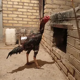 ozbek juyje