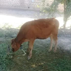 tuwe 2sany