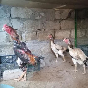 Taşgent Horazlar Mäkiler..