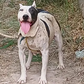 Pitbul