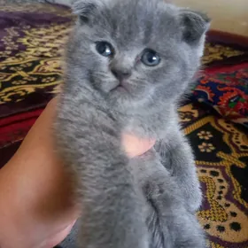 котята шотландские вислоухие