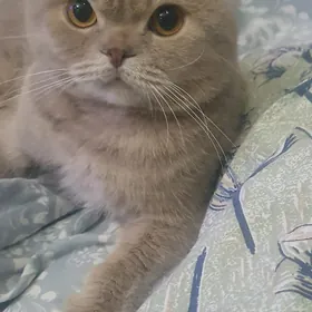 Вислоухий КОТ
