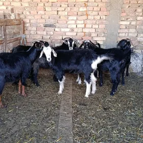 Geçi