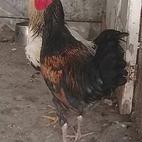Horaz