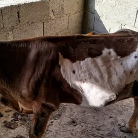 TANALY SYGYR