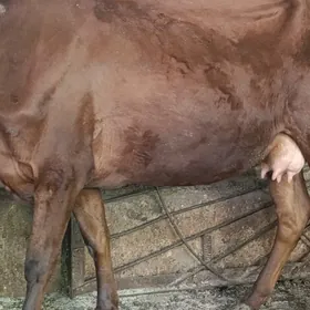 Сыгыр