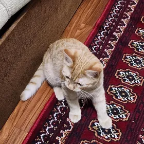 кот в добрые руки