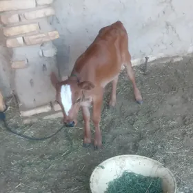 goleli sygyr