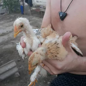 цыплята