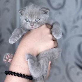 котята