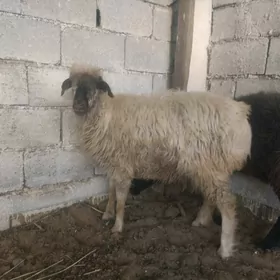 goyun işşek
