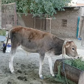 Öküzçe