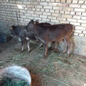 Tuwe