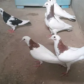 kepderi.