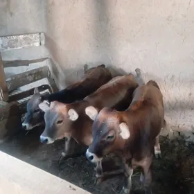 Şiws okuzler