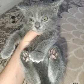 Котёнок брита.+полусиб.породы