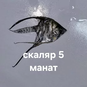 akwarium balyklar