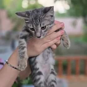 котик,pisik