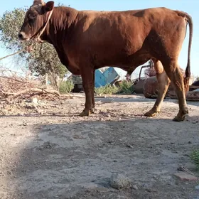 öküz