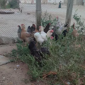 Towuklar