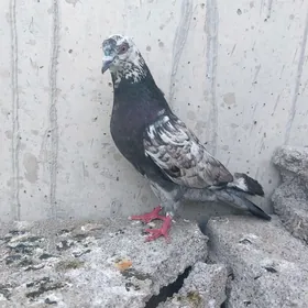 kepderi