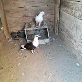 kepderi