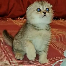 шотландские вислоухие котята