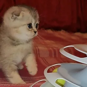шотландские котята