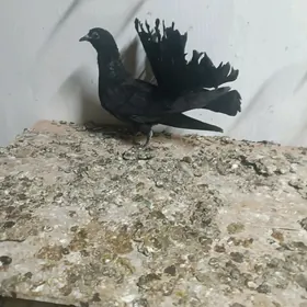 Kepderi