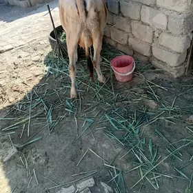 Göleli sygyr