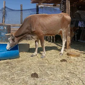Сыгыр