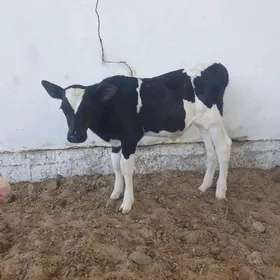 Ökuzçe