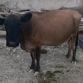 Gölleli sygyrGölleli sygyr