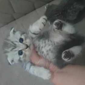 Шотландские котята